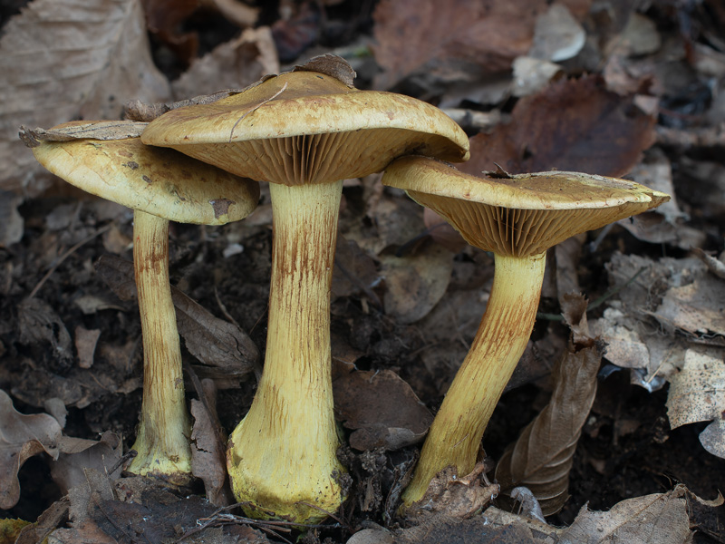 Cortinarius joguetii